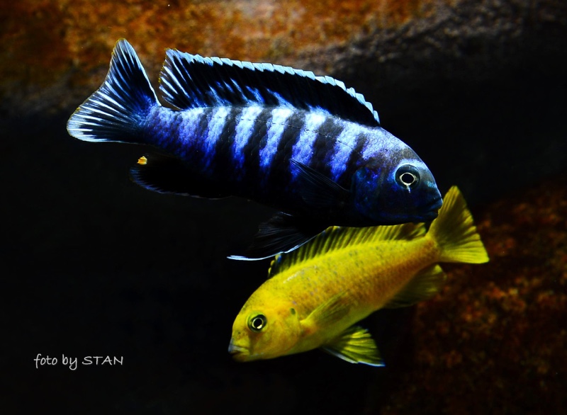 Chindongo saulosi 'Taiwanee Reef'